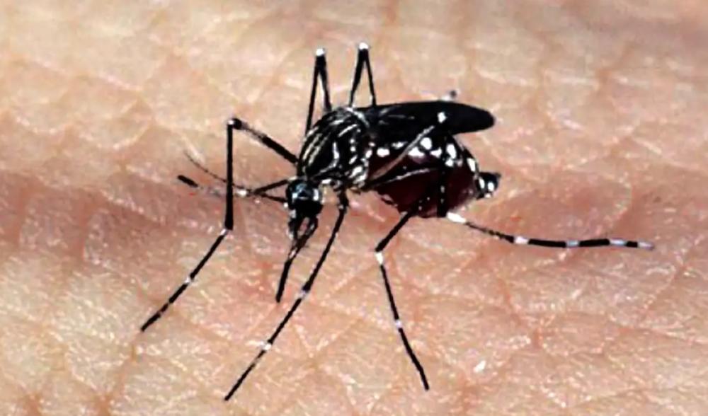 Cidade do Rio entra em situação de emergência devido a casos de dengue