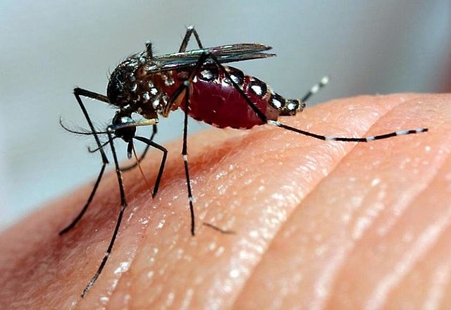 Governo da Bahia anuncia plano para enfrentamento da dengue
