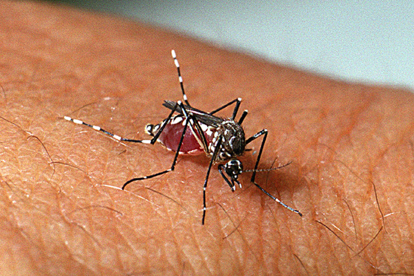 Brasil ultrapassa 650 mil casos de dengue