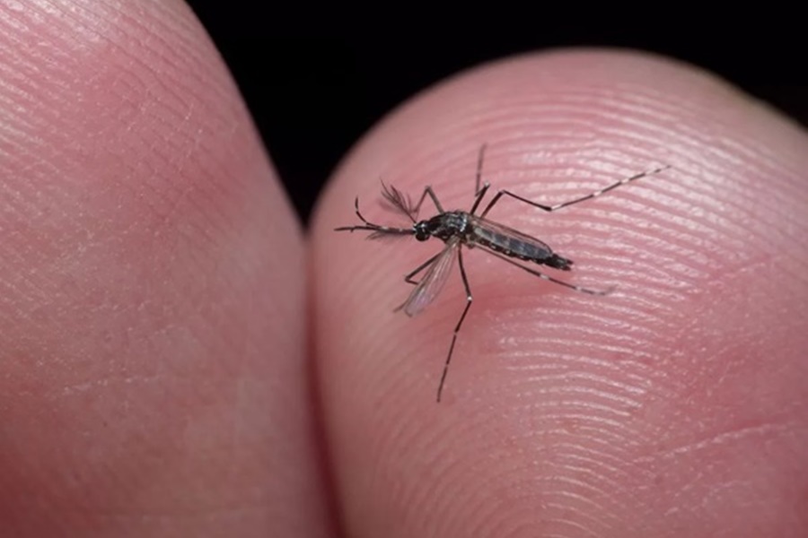 Casos de dengue devem aumentar na Bahia até junho, estimam especialistas