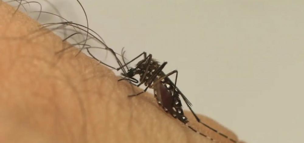 Salvador tem 144 bairros com alta infestação do Aedes aegypti; veja lista