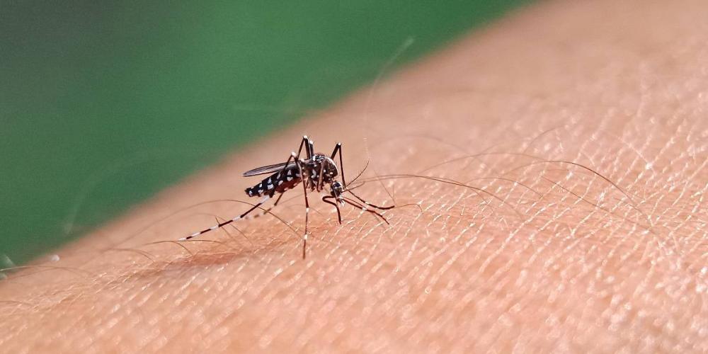 Brasil ultrapassa 1 milhão de casos de dengue em 2024 