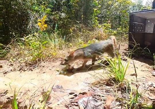 Cachorro-do-mato atropelado em Praia do Forte é solto após recuperação