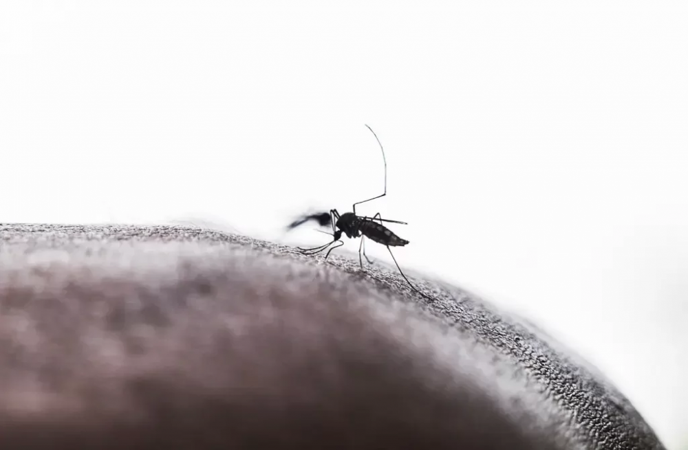 Estado de São Paulo decreta emergência para dengue