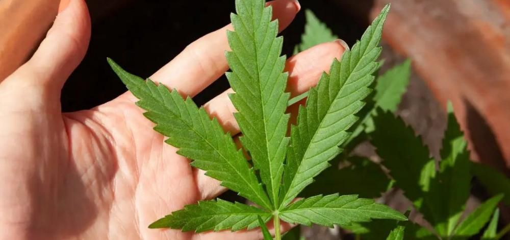 STF adia julgamento sobre descriminalização do porte de maconha
