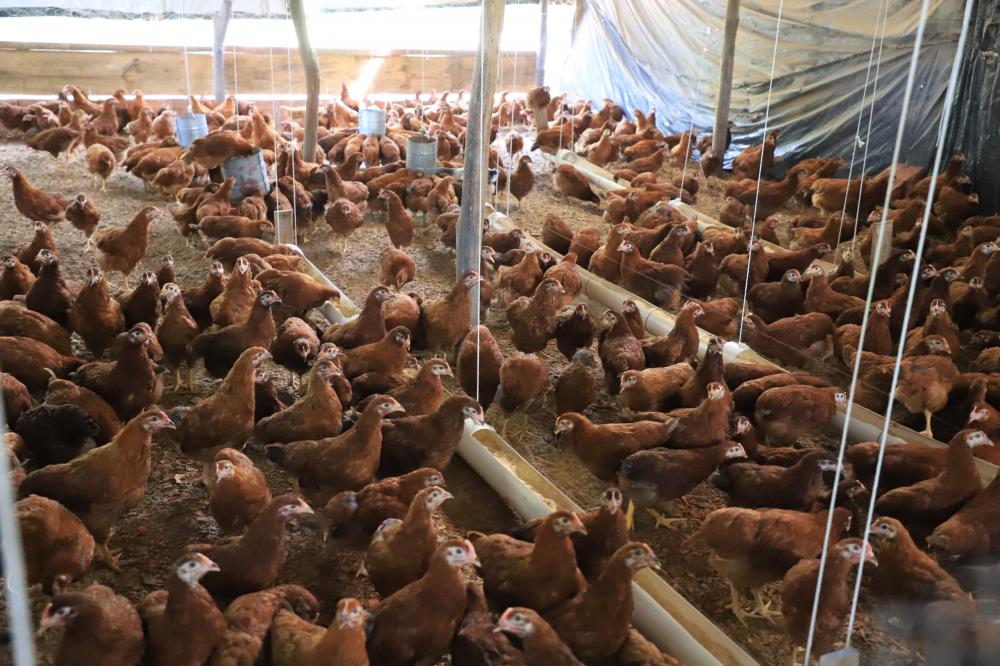 Prefeitura promove curso de Avicultura para produtores rurais