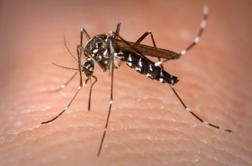 Sobe para 14 o número de mortes por dengue na Bahia