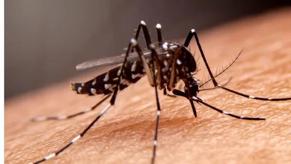 Prefeitura de São Paulo decreta estado de emergência em saúde por dengue