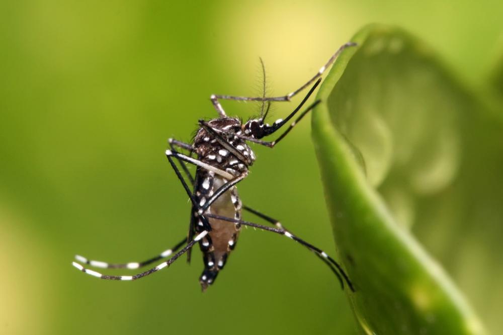 Bahia chega a 21 mortes por dengue em 2024