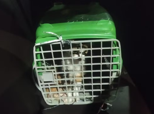 Três pessoas são presas em flagrante ao abandonar 9 gatos na orla de Salvador 