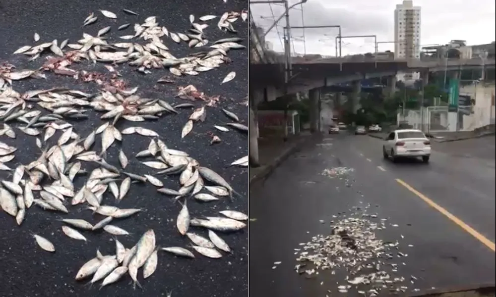 Torcedores do Vitória respondem jogando sardinhas nos arredores da Arena Fonte Nova