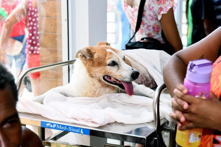 Hospital Veterinário registra 1,1 mil atendimentos em 15 dias