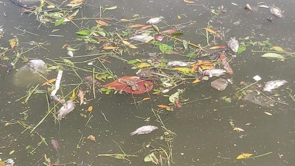 Peixes aparecem mortos na margem do Dique do Tororó