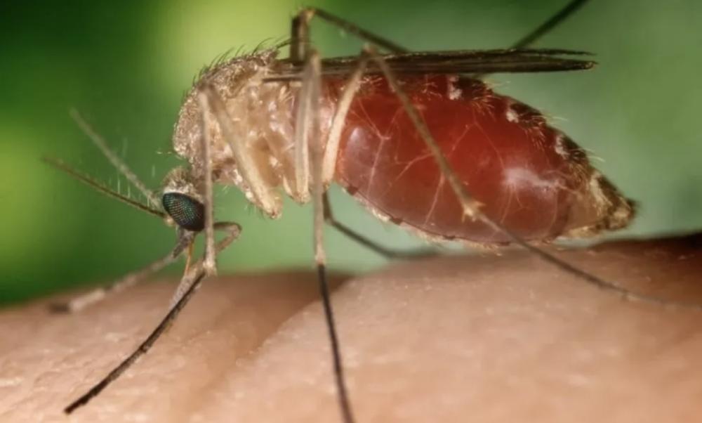 Número de casos de Febre do Oropouche cresce na Bahia