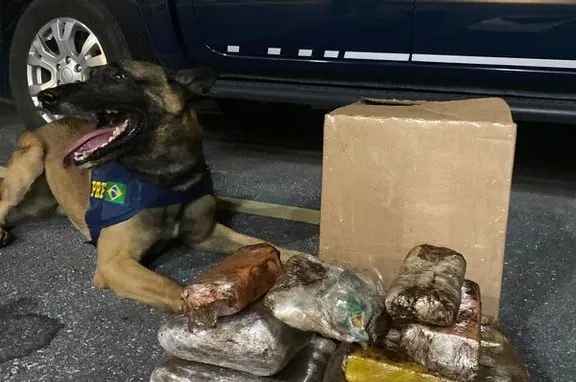 Cães farejadores encontram crack, cocaína e maconha em ônibus na Bahia