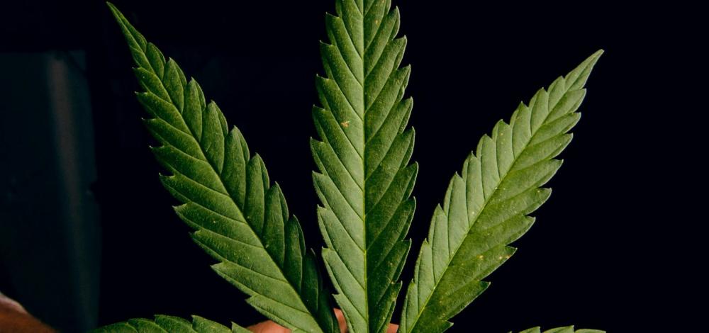 Jovem baiano consegue aval da Justiça para cultivo de maconha medicinal