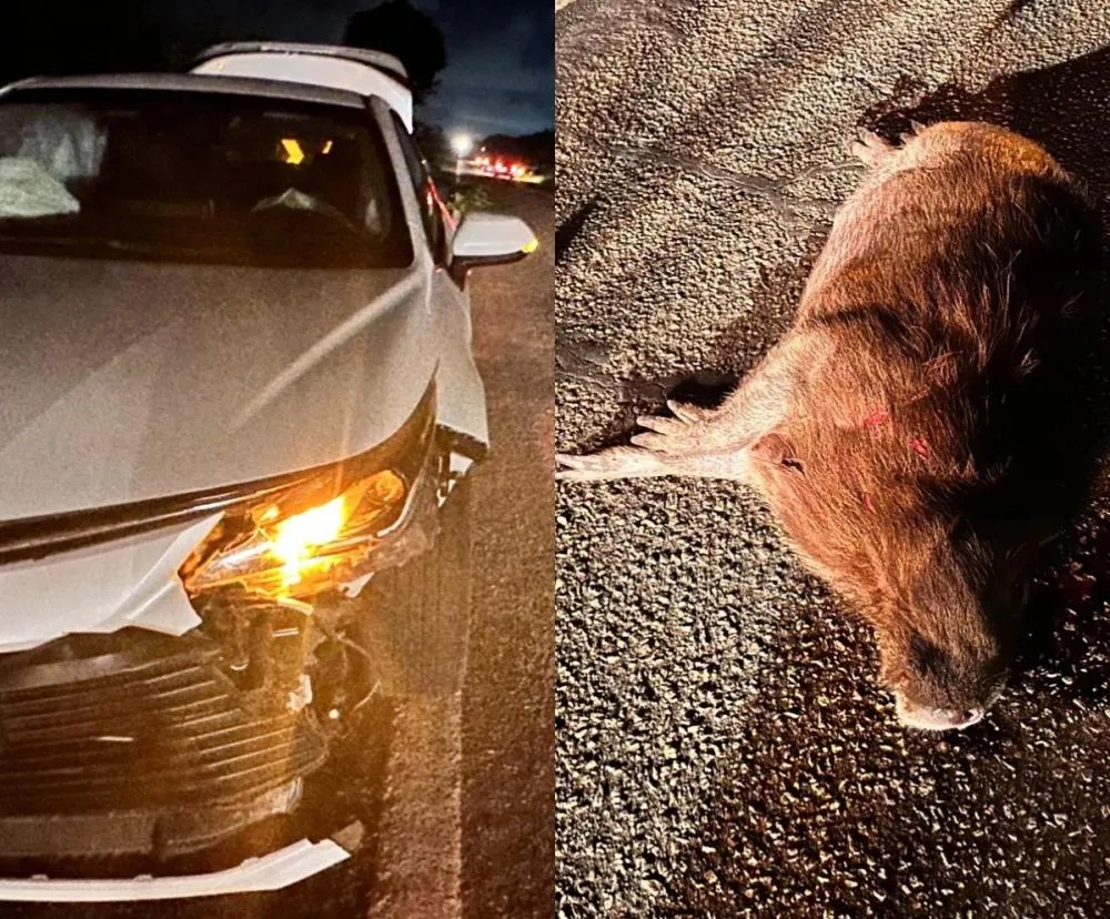 Capivara atravessa rodovia e provoca acidente com táxi na Linha Verde, em Praia do Forte