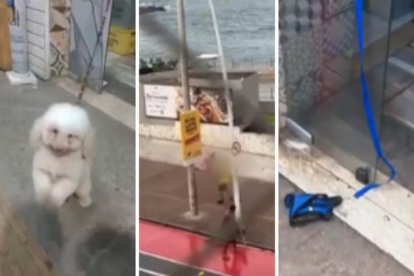 Poodle morre após ser atacado por pitbull na Barra