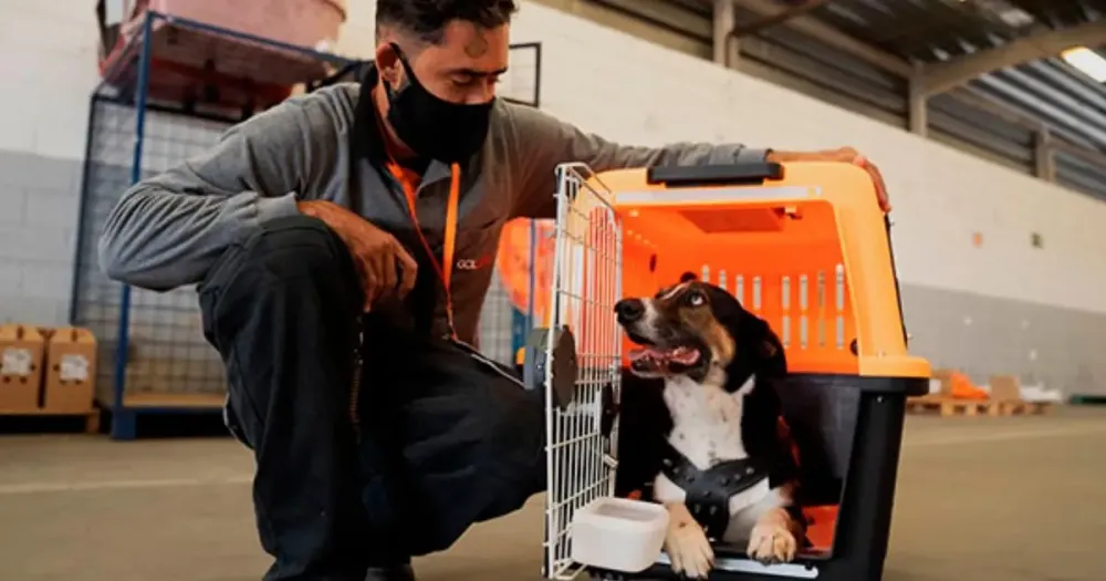 Conselho Federal de Medicina Veterinária pede regulamentação para transporte de animais