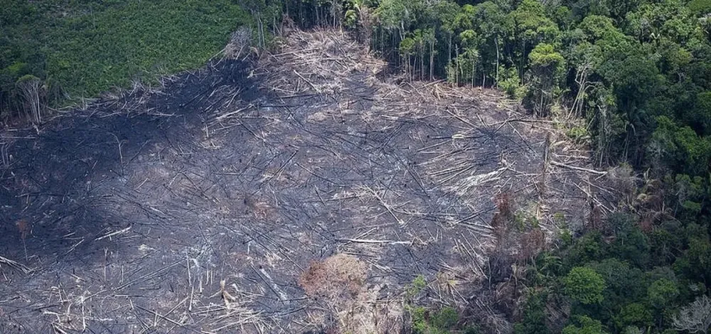 Projeto de Lei propõe desmatamento zero na Bahia