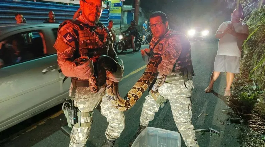 Serpente de 25 kg é resgatada pelo Gepa em Salvador