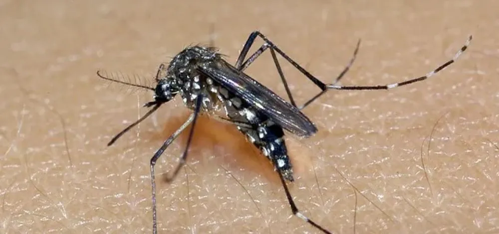 Sobe para 59 número de mortes por dengue na Bahia