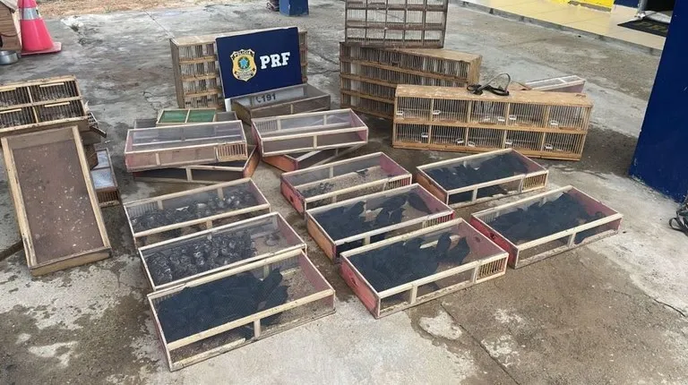 Cerca de 190 aves silvestres são resgatadas na BR 116, em Poções