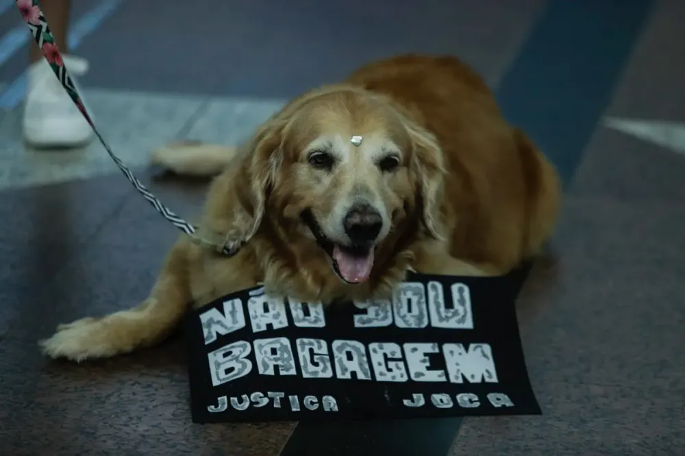 Câmara aprova projeto que obriga aéreas a rastrear transporte de pets