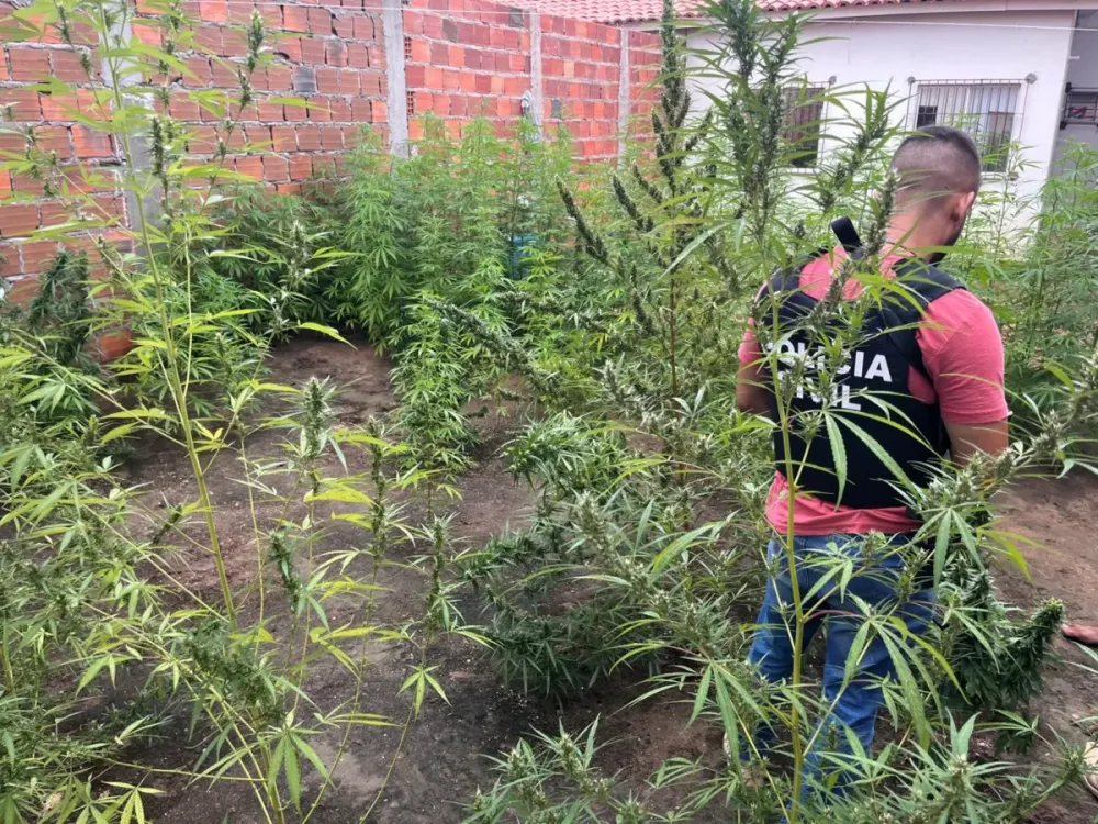 Plantação de maconha é encontrada em Feira de Santana