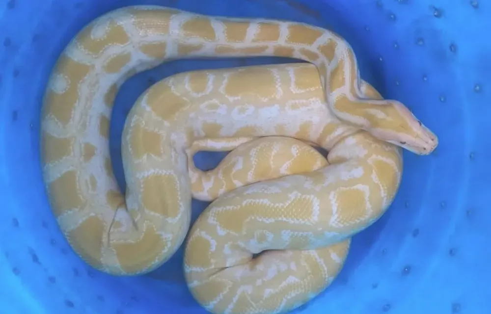 PF intercepta cobras asiáticas enviadas pelos Correios na Bahia