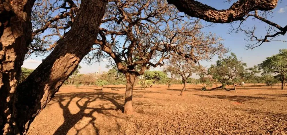 Biomas brasileiros apresentam diminuição de 40% no número de alertas de desmatamento em 12 meses