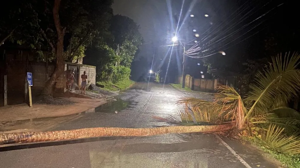 Temporal derruba coqueiro e bloqueia estrada em Amado Bahia