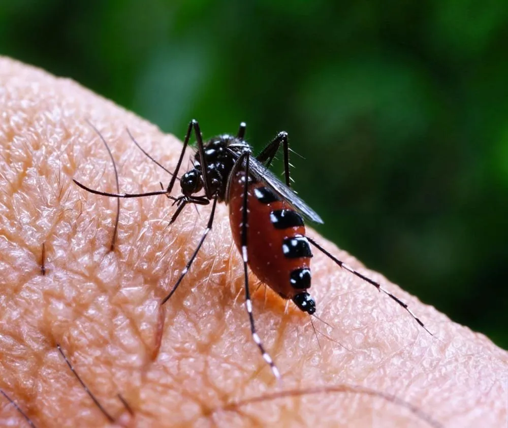 Brasil se aproxima de 6 milhões de casos e 4 mil mortes por dengue