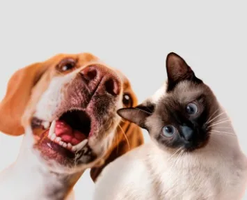 Festas juninas: veterinária dá dicas de como prevenir acidentes com pets