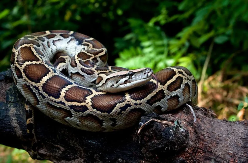 Corpo de mulher é encontrado dentro de serpente na Indonésia