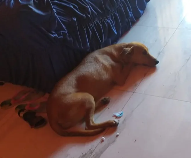 Moradores de Vila Sauipe denunciam envenenamento de pet’s 
