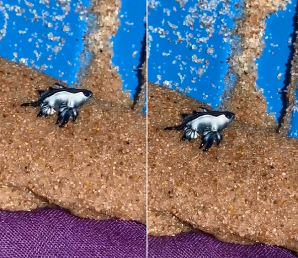 Dragão azul, raro molusco marinho, avistado na praia de Camaçari