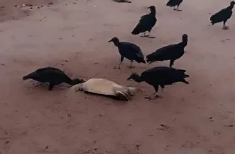 Tartarugas são encontradas mortas nas prais de Itapuã e Piatã