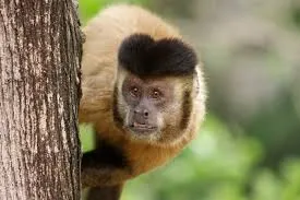Macaco-Prego é resgatado pela PF em residência de Camaçari