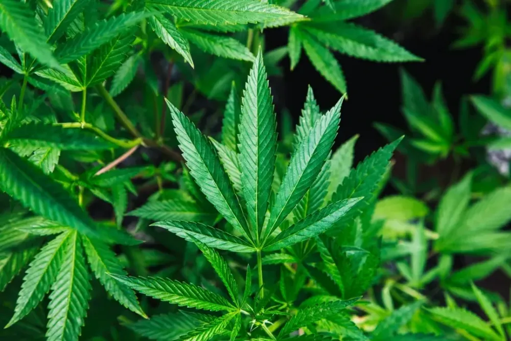 Bahia supera média nacional em número de processos por uso de drogas
