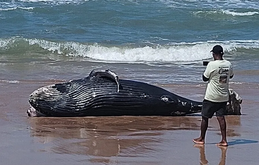 Filhote de Baleia Jubarte é encontrado morto na praia de Imbassai