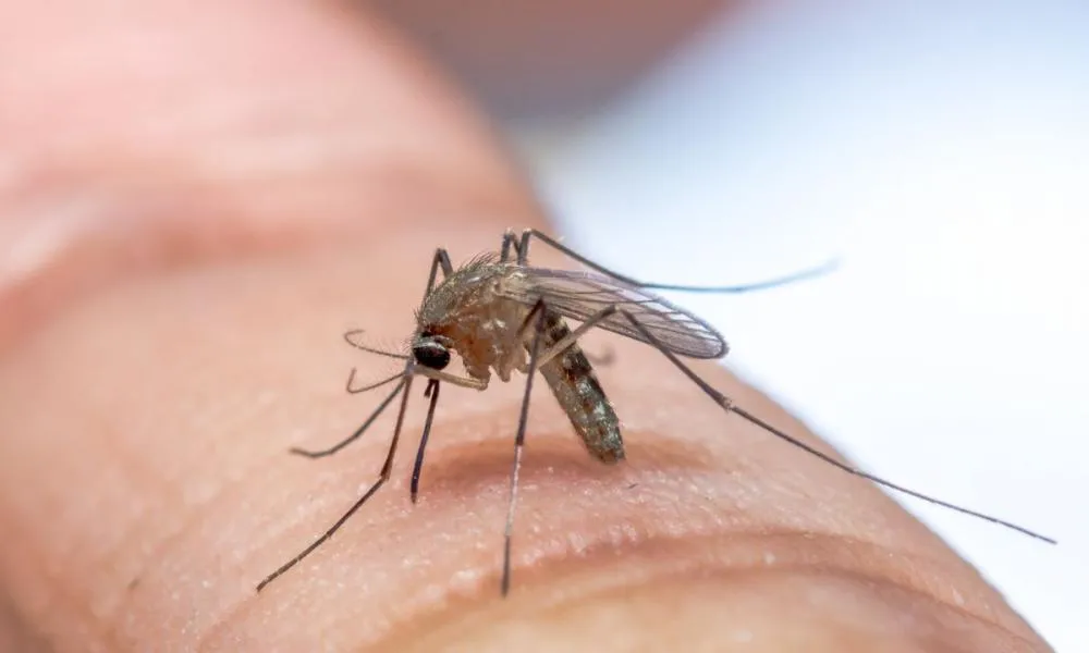Casos de Febre do Oropouche na Bahia sobem de 851 para 916 em 2024