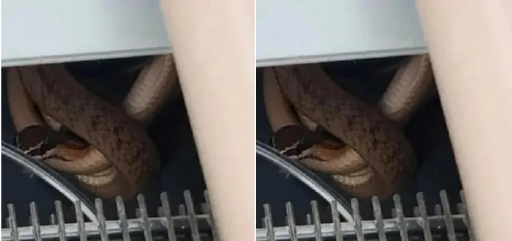 Cobra é encontrada dentro de bebedouro em escola de Feira de Santana