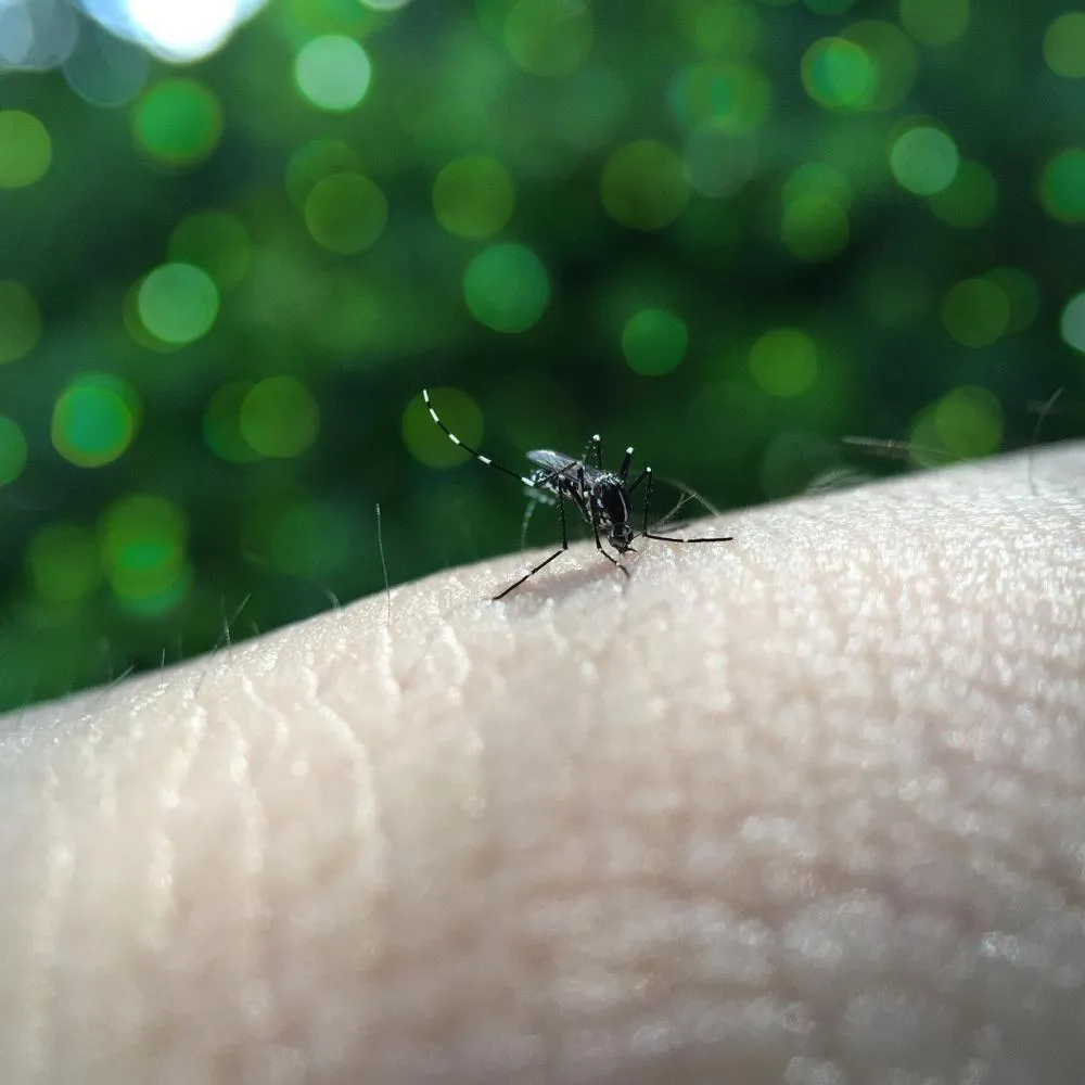Brasil tem mais de 6,5 milhões de casos prováveis de dengue este ano