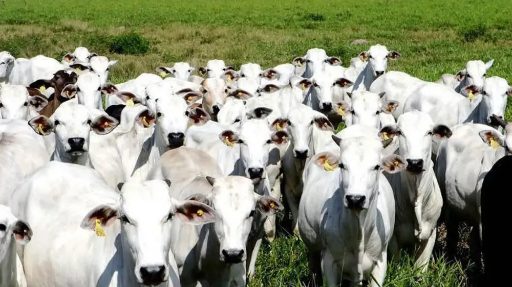 Mata de São João bate recorde com o maior número de rebanhos da pecuária na RMS