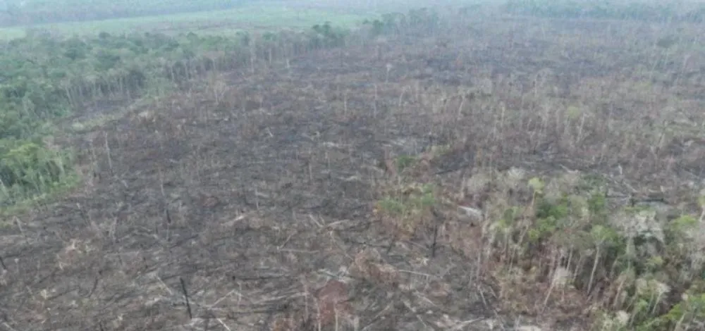 PF captura suspeito e identifica 250 hectares de área devastada no Amazonas
