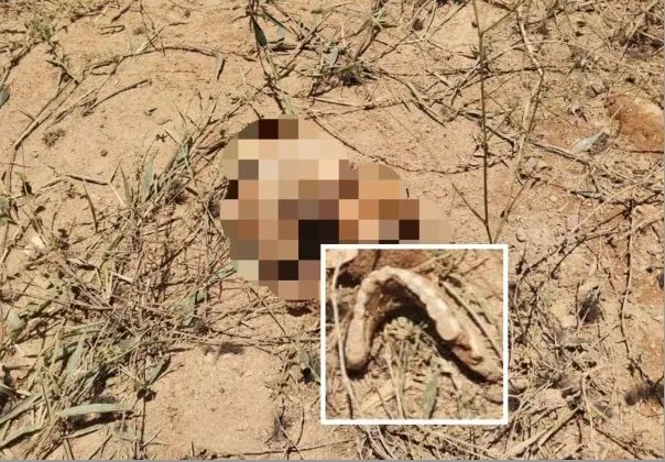 Cabeça de homem é encontrada em terreno baldio em Arembepe