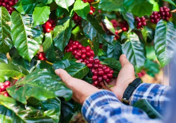 Chapada Diamantina conquista Indicação Geográfica (IG) para cafés produzidos na região