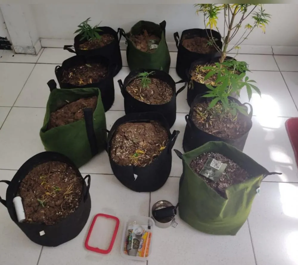 Após denúncia de estupro, PM encontra plantação de maconha dentro de casa em Mata de São João