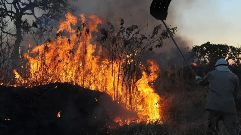 Registros de crimes ambientais aumentam 88% na Amazônia, segundo PRF